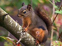 Douglas Squirrel